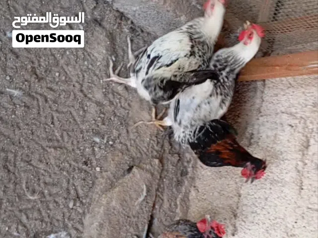 للبيع دياكه الحبحب الكويتي  و للفرنسي الكلومي الابيض شاهد الوصف والفيديو