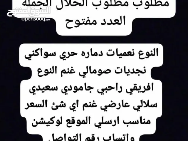 مطلوب الحلال الجمله العدد مفتوح التواصل الخاص