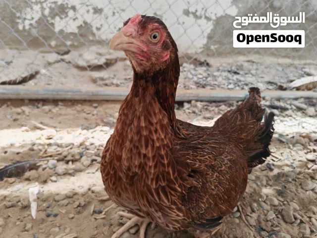 للبيع دجاج باكستاني