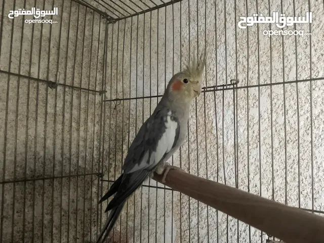كوكتيل ذكر حبشي اسبلت لاتينو