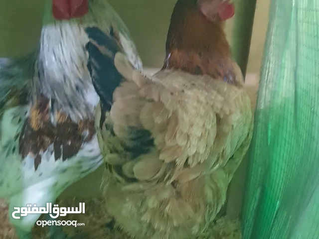 ديج ودجاجة عرب فول صحة ونشاط ونظافه للبيع