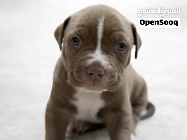 جراء بيتبول رد نوز بيور