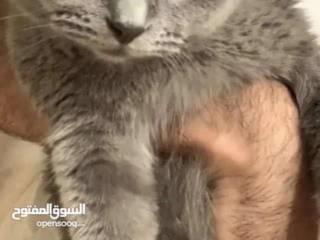 قطه بريتش شورت هير انثى