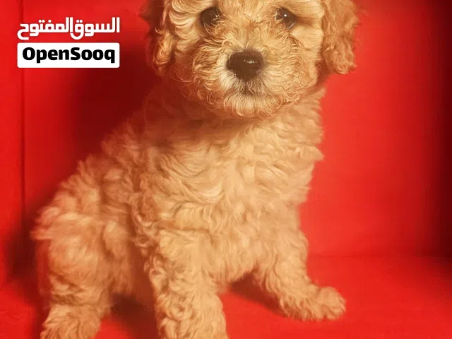 توي بودل toy poodel