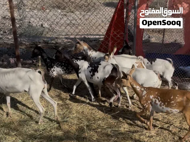اغنام صلاليه