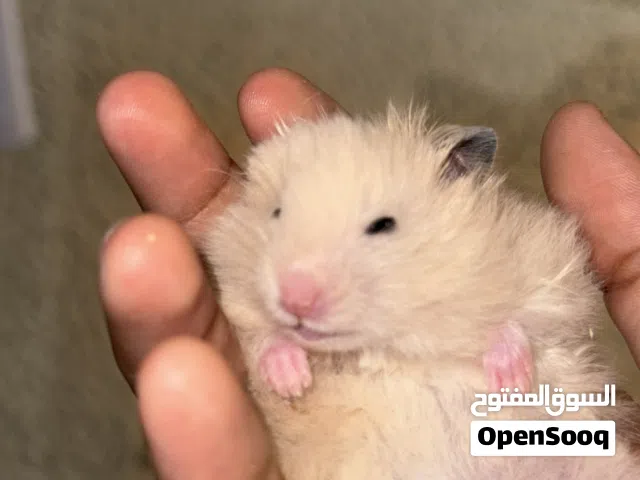 هامستر سوري صغار وكبار