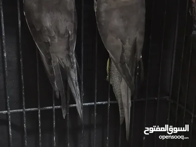 زوج كوكاتيل رمادي مع قفص كبير الحجم