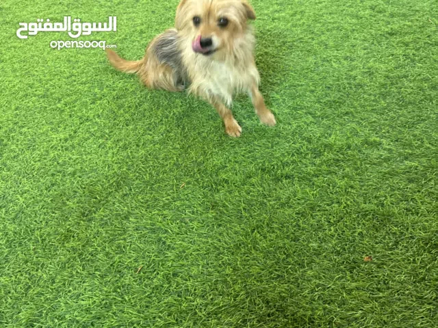 كلاب مالتيزر صغير وجميل وبصحه جيدا يلعب ويحب الأطفال