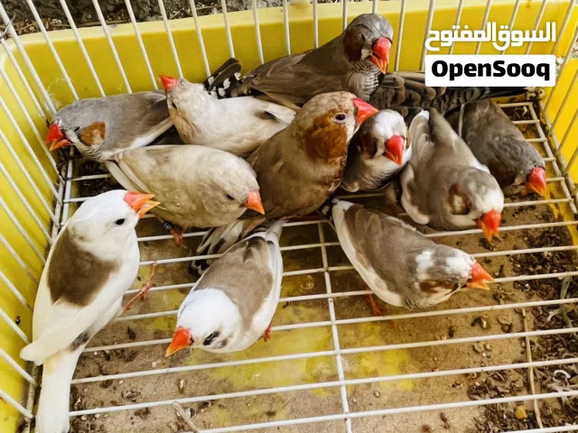 حضيرة عصافير زيبرا لبيع جمله بسعر كزيوني (يوجد تحويل)