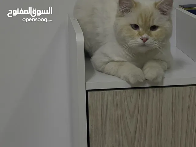 تبني لمدة شهر بسبب السفر