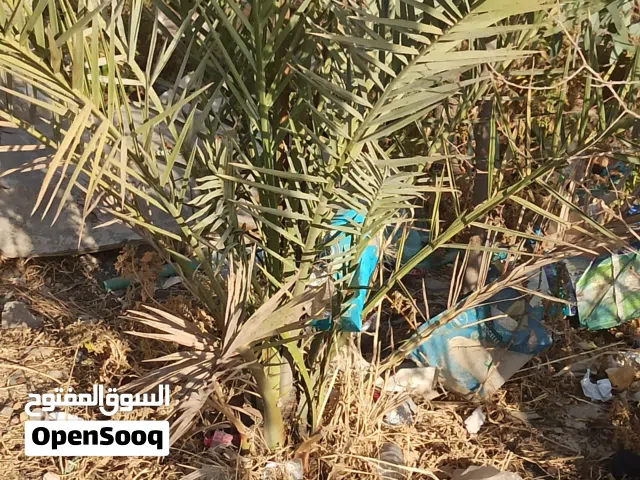 فسأل نخل لي يحب يعتني بيهن بيعهن بسعر رمزي اريد احد يعتني بيعهن