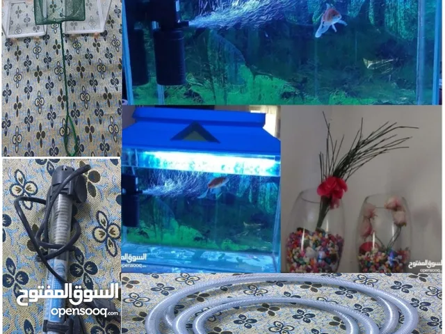aquarium with one gold fish and accessories