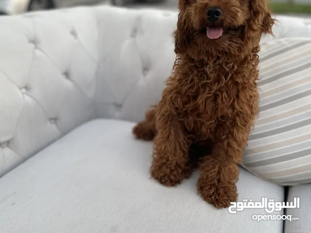 مستورد ذكر توي بودلToy poodle imported  1 year old male