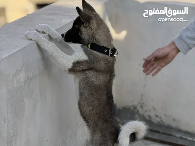 كلبة اكيتا عمر 3 شهور مطعمة ومعها دفتر