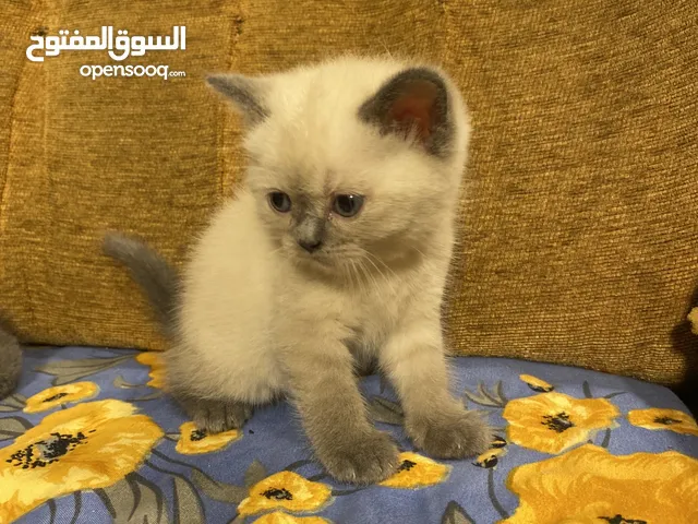 سكوتش ستريت ذكر