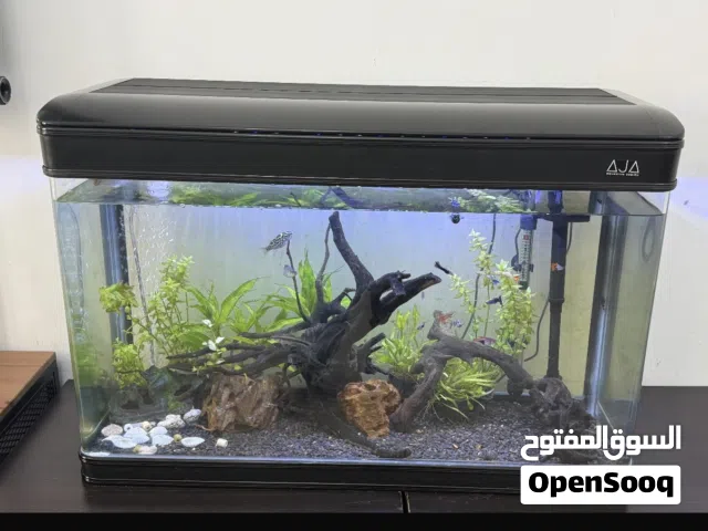 Aquarium 30 gallon (80 x50x30 cm)