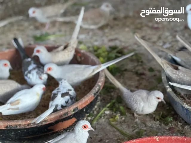 حمام دوف الزوج على مئة درهم البايت اورنج متوفر وفيه كذا زوج مرقط أبيض و أسود للي حاب حياه يقرب