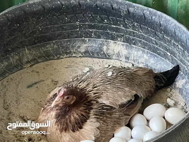 دجاج عربي وسيافي