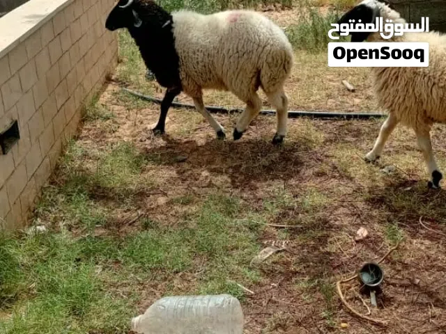 خرف ربي يبارك عمر 8شهور سعر بيع 2300