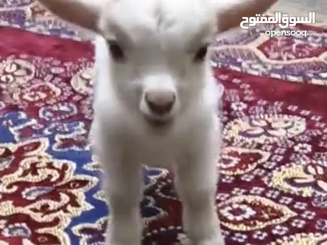 للبيع تيوس و جفار جيكي قزام ياكلون و يشربون حليب و الصحة ممتازة