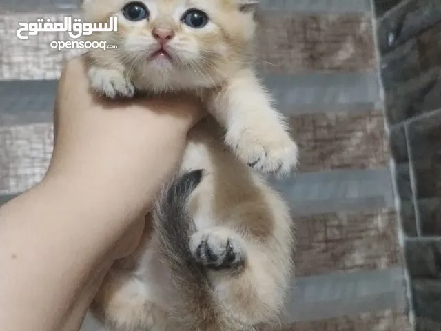 سكوتش ستريت ny12