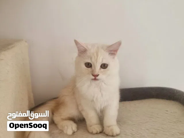 cat  قطط للتبني