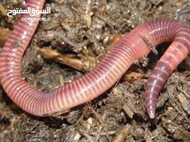 دود الفيرمي كومبوست