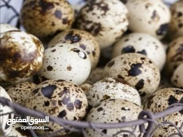 بيض فري (السمان)