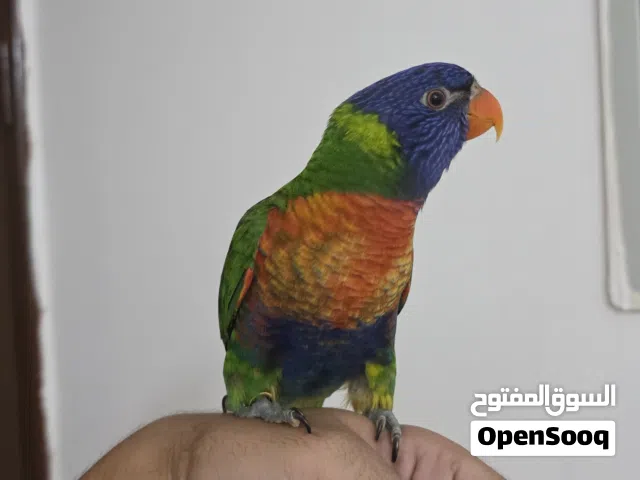 ببغاء لوري 4 أشهر