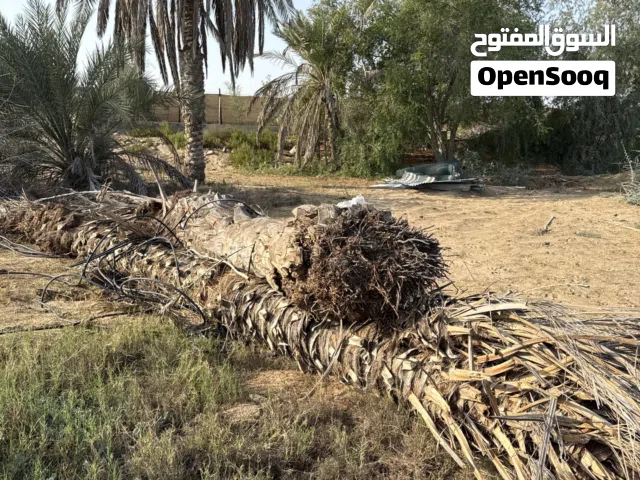 جذع النخل ثنتين ب 500