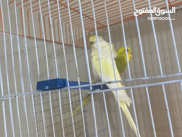 جوز حب شوف الوصف سعر 10