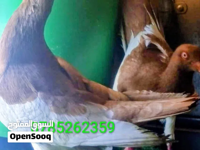 جوز نخب بصلاة علا سيدنا محمد
