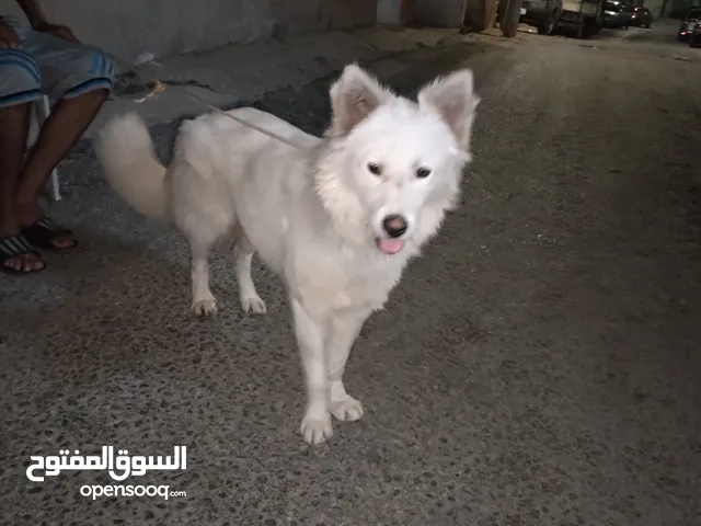 للبيع كلب مكس كنعاني