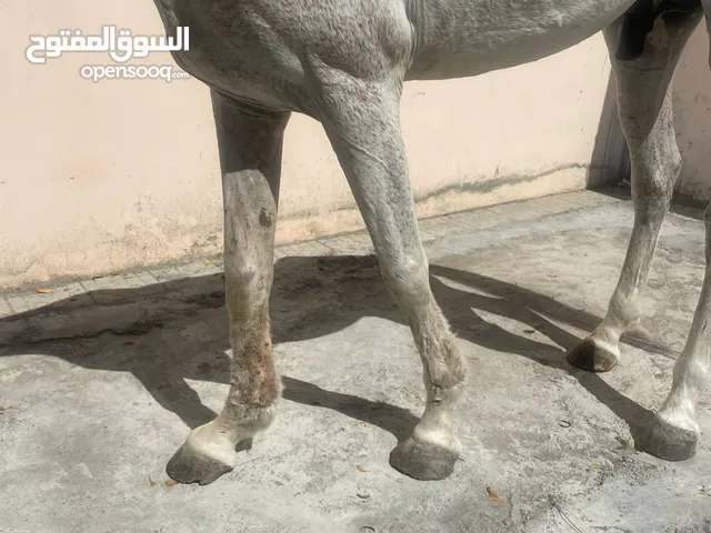 حصان عربي فحل