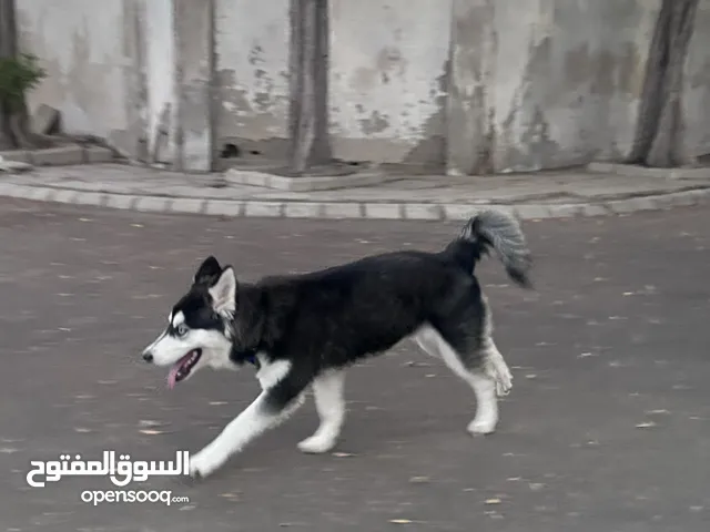 كلب هاسكي العمر 6 شهور مدرب على جميع أوامر الطاعة
