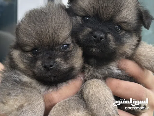 Pomeranian (Pure breed)