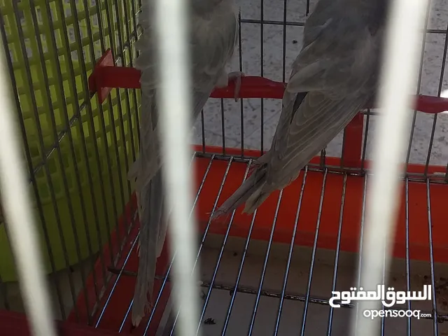 سلام عليكم متوفر زوز. دكور هوقو كيف بديات تبان فيهم الورده لون ونضافه ربي يباركلك للبيع. او تبديل