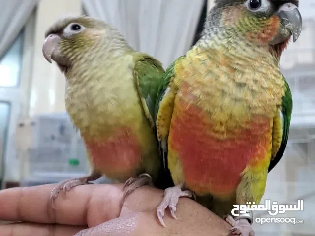 ببغاء الكنيور انناس الليفات، ازواج، فوارد،فراخ، مفطومات، باقي التفاصيل في الوصف، تواصل واتس او اتصال