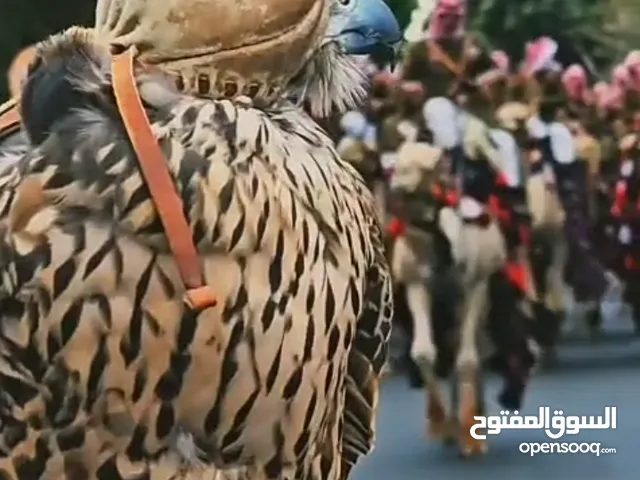 مطلوب عصفور كوكتيل مدرب للبيع بسعر طري