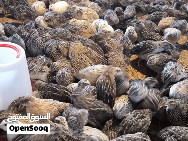 سمان 40 يوم للبيع
