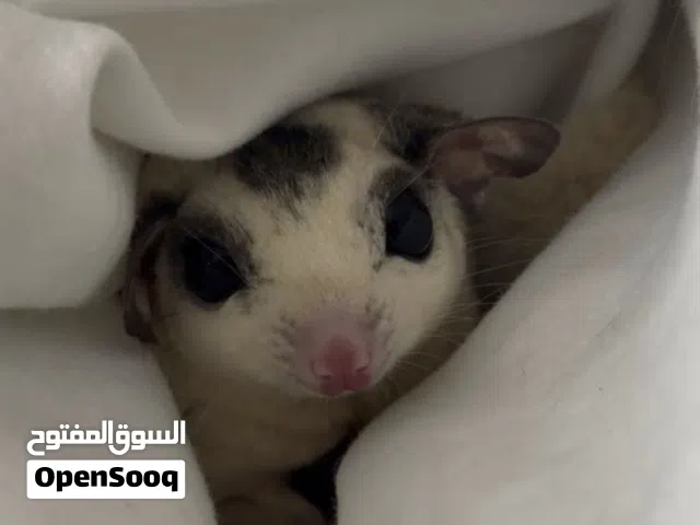 White Face Blonde Sugar glider with cage