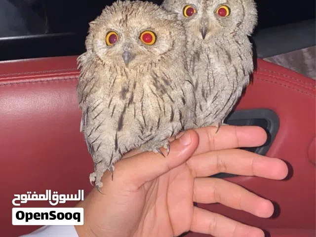 Little owl بومة قزمة