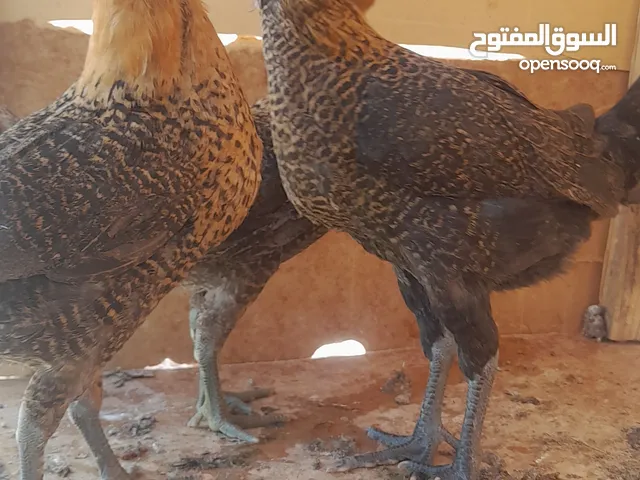 صيصان دجاج بلدي للبيع للبدل على حمام
