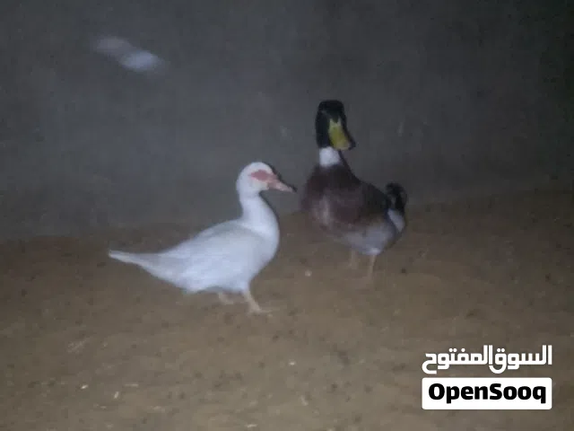 السلام عليكم بط للبيع ذكر انجليزي و انثي عربي