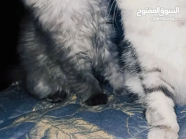 قطط قطط نوع Maine Coon و Scottish Fold سلالة أمريكية بجمال نادر وشخصية هادئة – عمر شهر ونصف