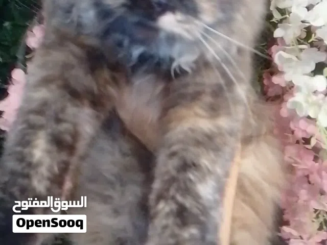 بكج النظافة الطبي الوقائي للقطط