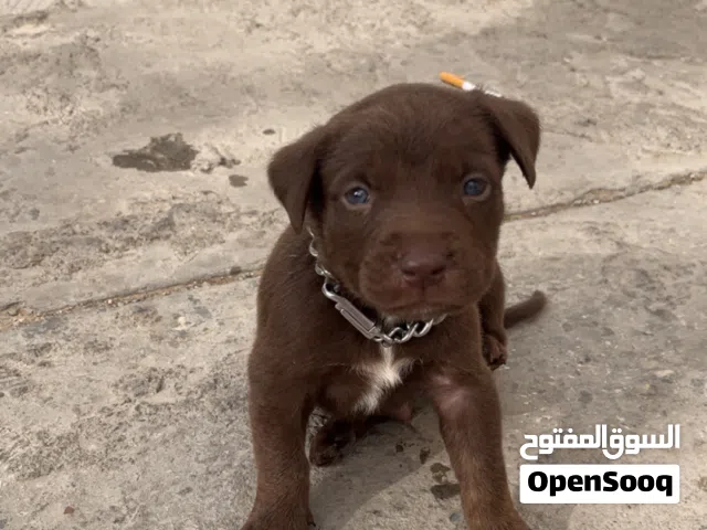 اقراء الواصف مواضح فيه كل شيئ