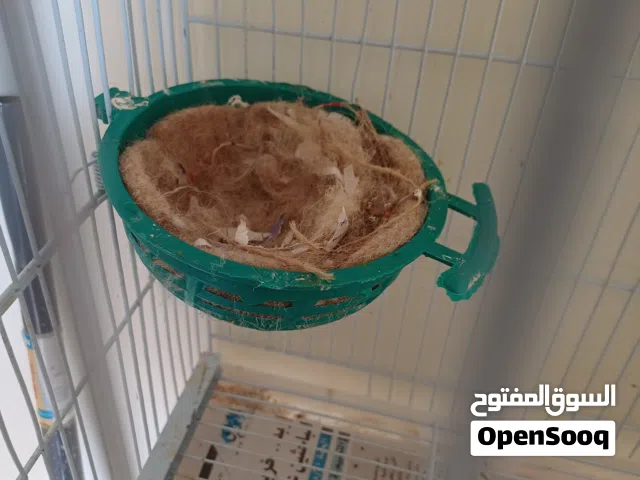 جوز اوبال عمر سنه