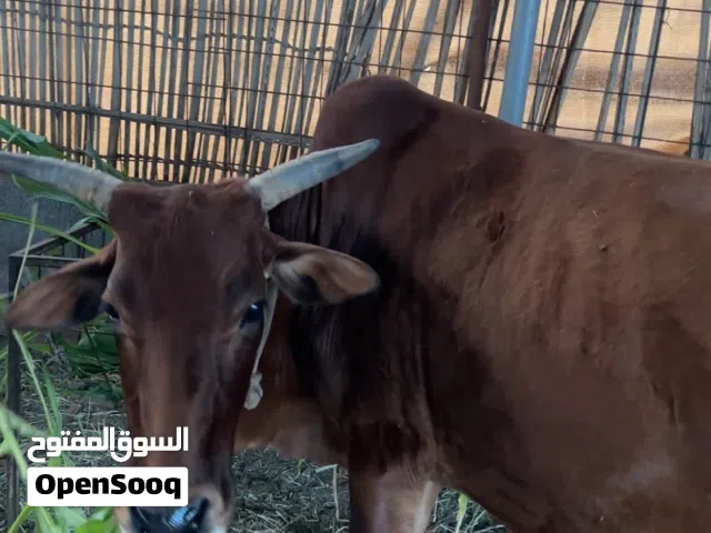 للبيع بقره عمانيه عشار في الشهر الثامن قرب التاسع ماشاءالله عمرها سبع سنوات تواصل واتساب فقط