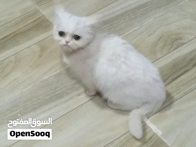 قطه سكوتش ستريت انثى عمرها شهرين ونص